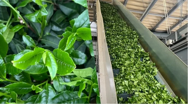 抹茶ができるまで